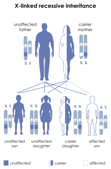 X-linked recessive inheritance